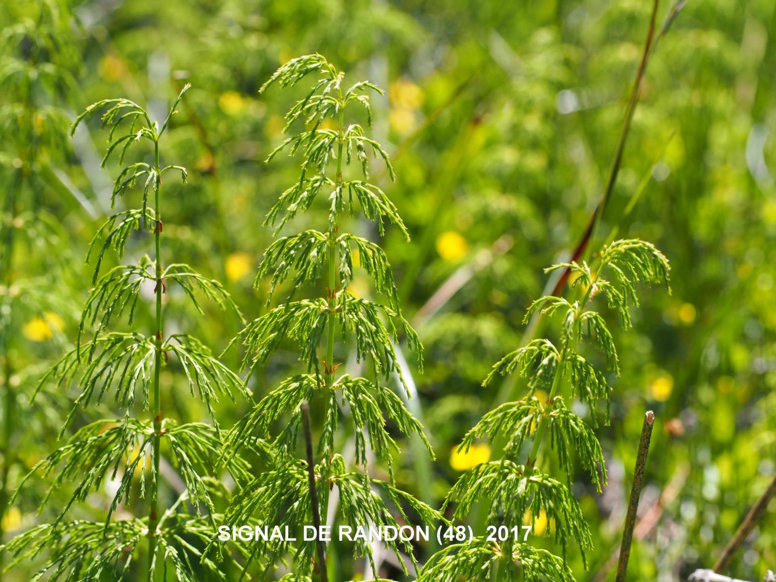 Horsetail, Wood